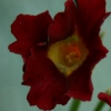 Primula Auricula Southport - Abriachan Nurseries
